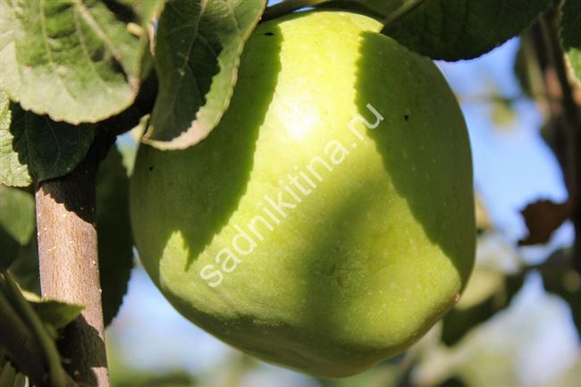 Сорта яблонь для Урала и Сибири описание с фото