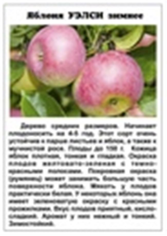 Яблоня Ветеран: описание и характеристика, условия выращивания, посадка и уход, фото