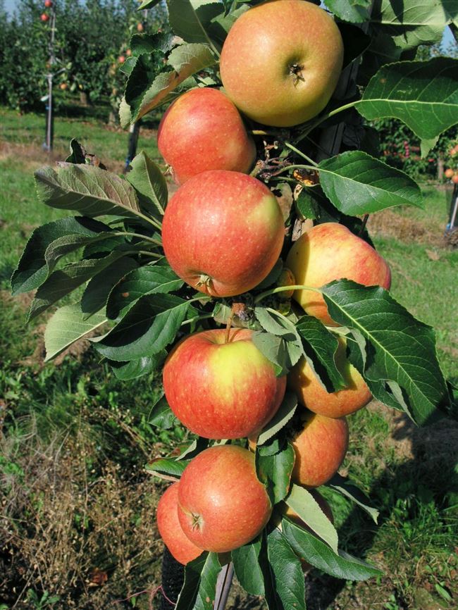 Яблоня колоновидная «Восторг» — фото,  характеристики описание сорта