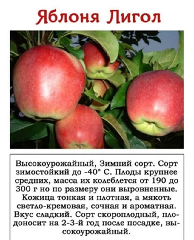 Яблоня Гайя — описание сорта и фото | RastiSad.Ru