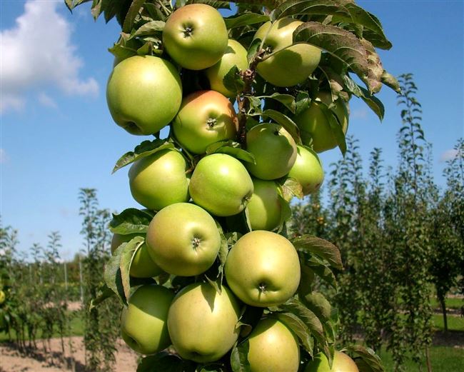 О яблоне колоновидной Гирлянда: описание и характеристики сорта, посадка и уход