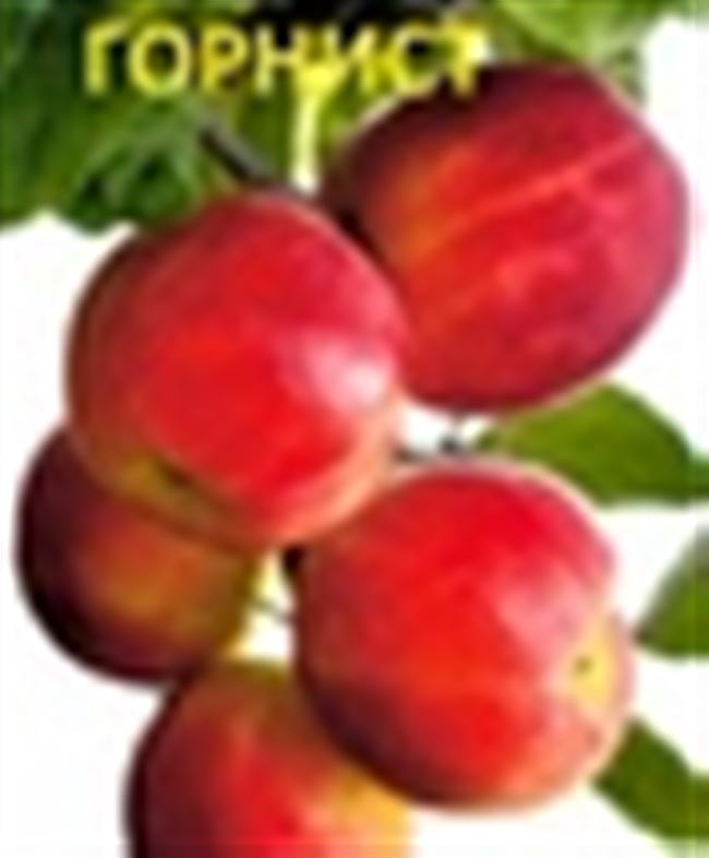 Сорт яблони Горнист: фото, отзывы, описание, характеристики.