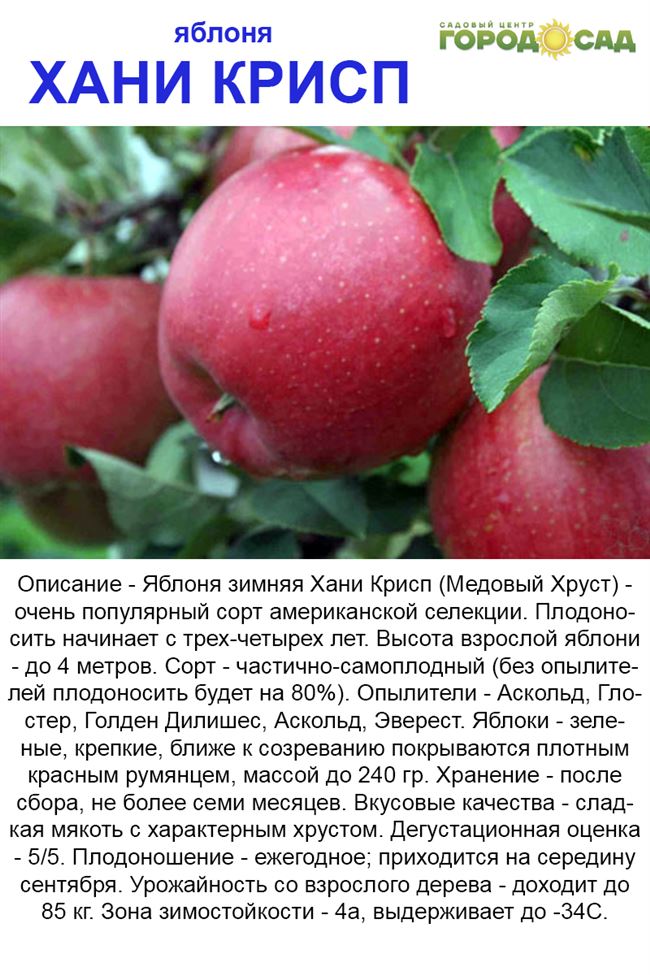 Сорт яблони Елена, описание, характеристика и отзывы, а также особенности выращивания данного сорта