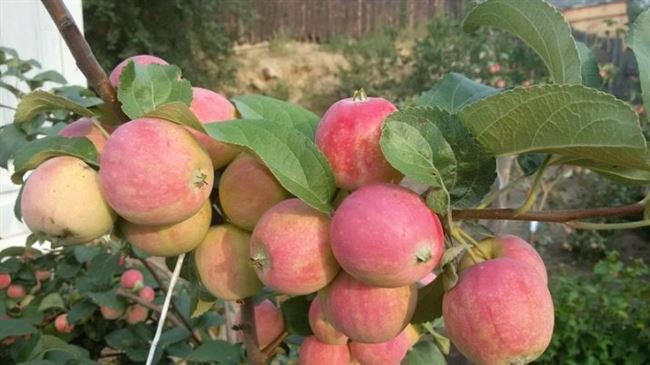 Описание сорта яблони Заветное: фото яблок, важные характеристики, урожайность с дерева