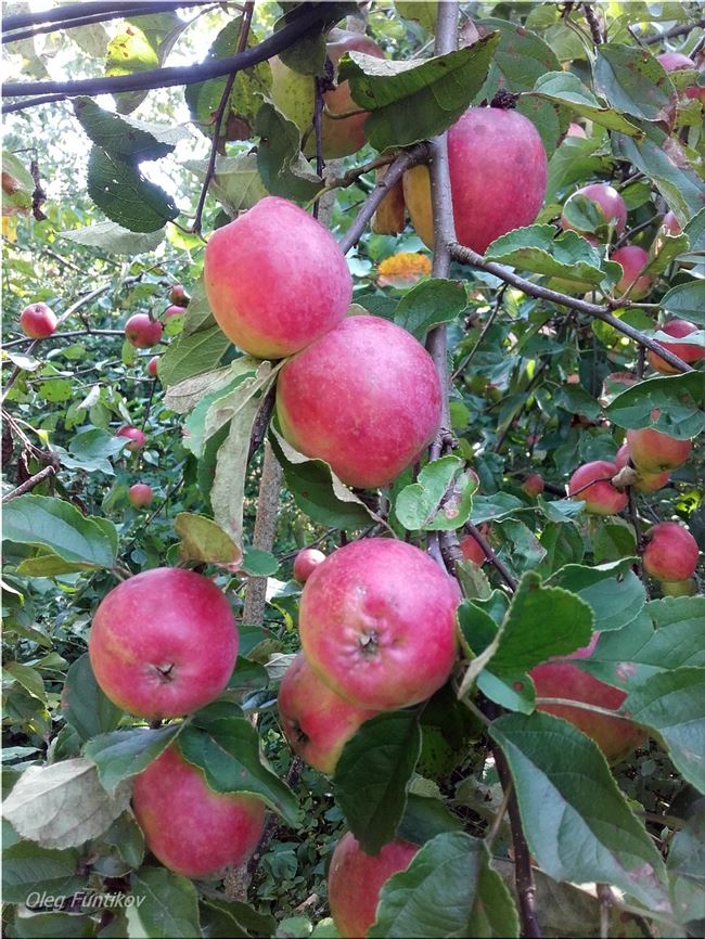 Характеристика и описание яблони сорта Звездочка (с фото), посадка и уход, время сбора яблок