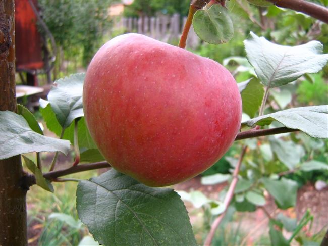 Яблоня Зимнее полосатое: фото, описание, саженцы в наличии