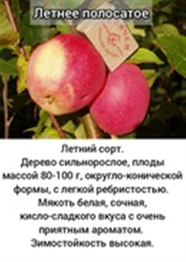 Летние сорта яблонь: описание, характеристика, фото, отзывы