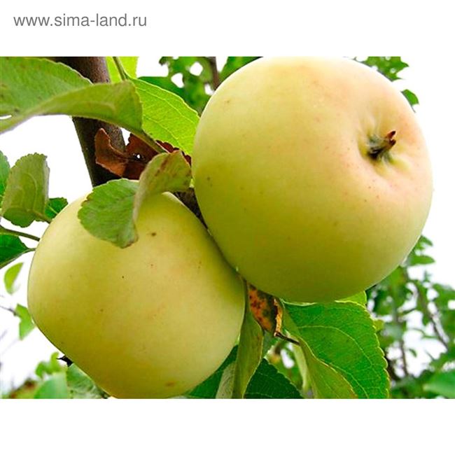 Описание сорта яблони Исеть белая