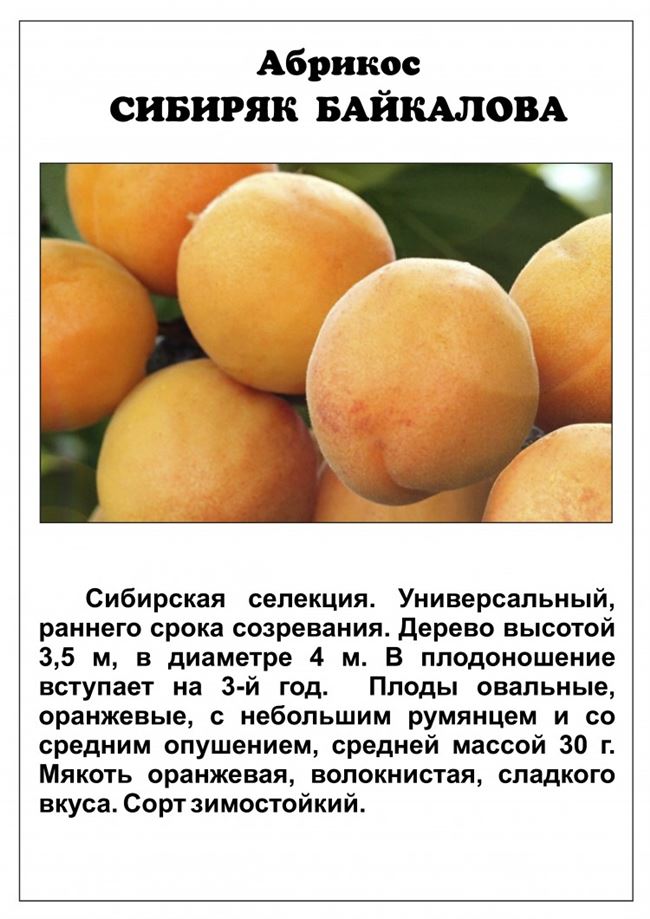 Основные характеристики Сибирского абрикоса