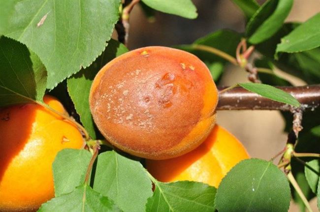 Грибковые заболевания абрикоса