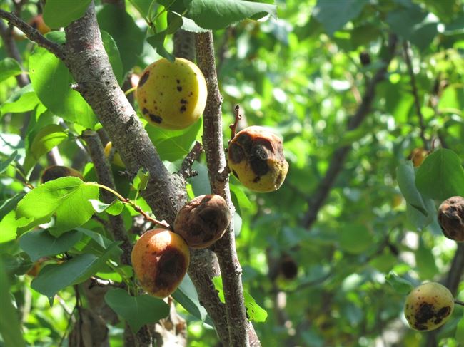 Болезни абрикосовых деревьев, их описание и причины появления