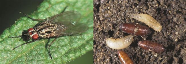 Личинки ростковой мухи
