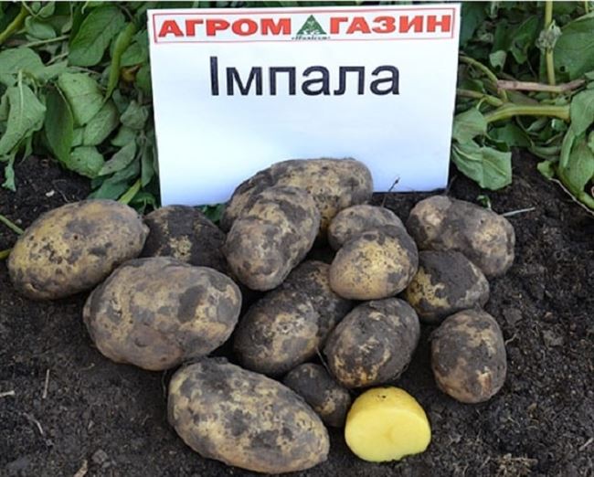 Характеристика картофеля сорта Импала