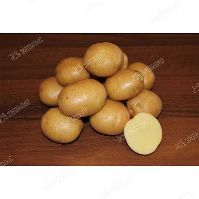 Плюсы и минусы сорта картофеля Колобок
