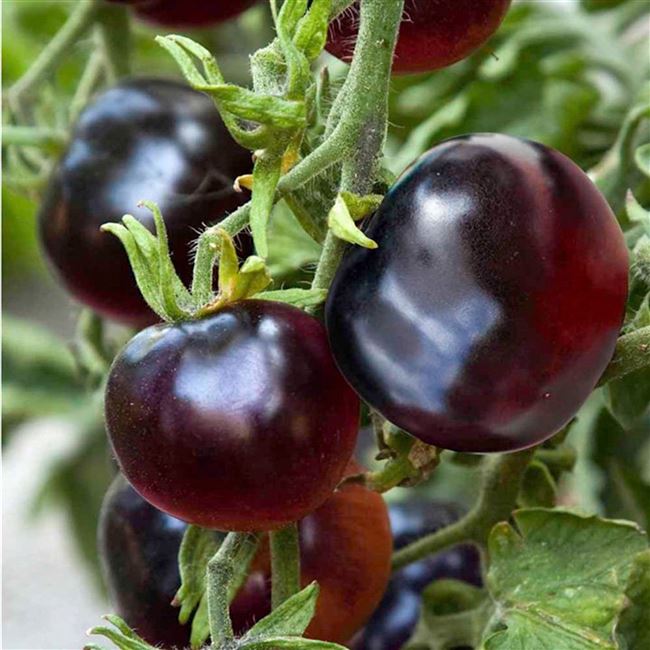 Особенности ухода за черноплодными томатами
