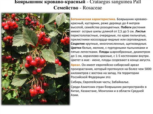 Общая характеристика плодового дерева