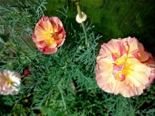 Цветы эшшольция – описание