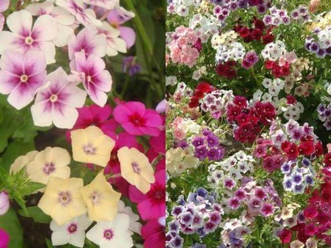 Садовый цветок флокс однолетний – выращивание из семян и уход