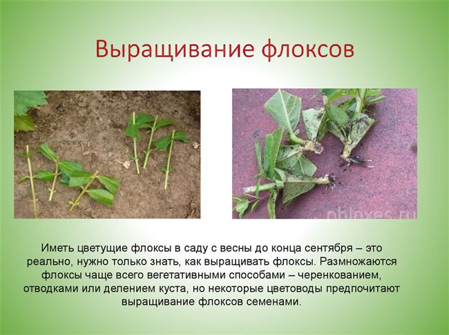 Размножение флоксов – вегетативное, семенами