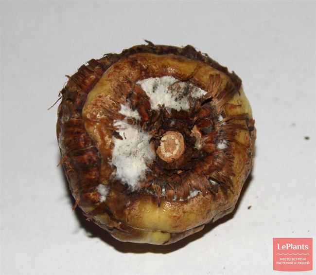 Ботритиоз (серая гниль стебля, коричневая гниль клубнелуковиц) гладиолусов