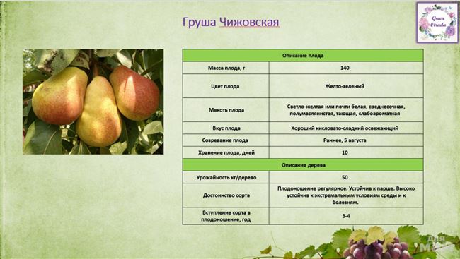 Морфология дерева и описание плодов