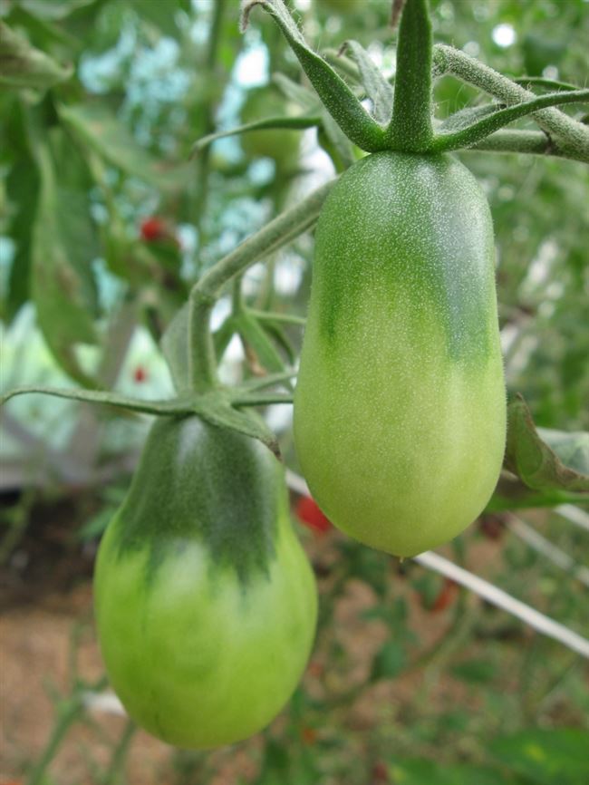 Описание и характеристика сорта томата Изумрудная груша, отзывы, фото