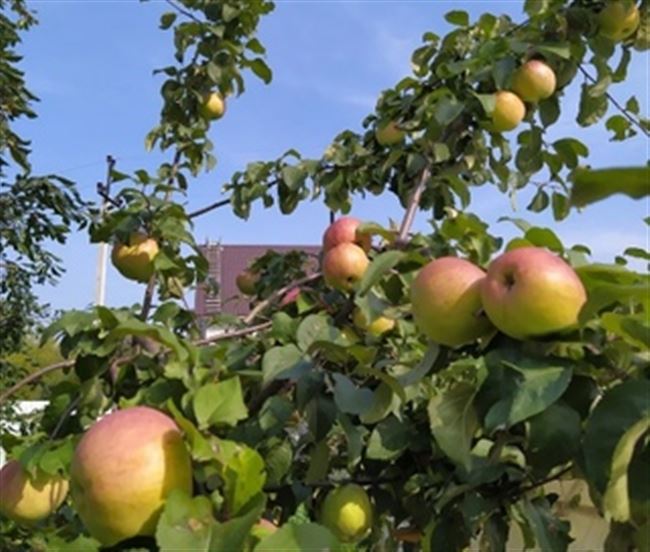 Характеристики и описание яблони Афродита
