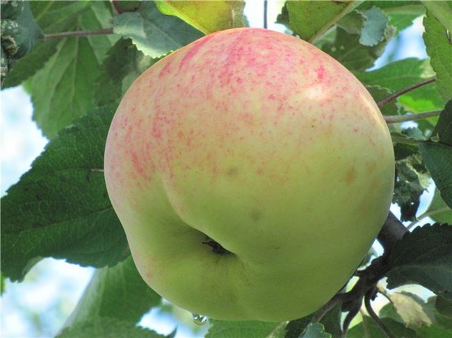 Описание сорта яблони Бежин луг