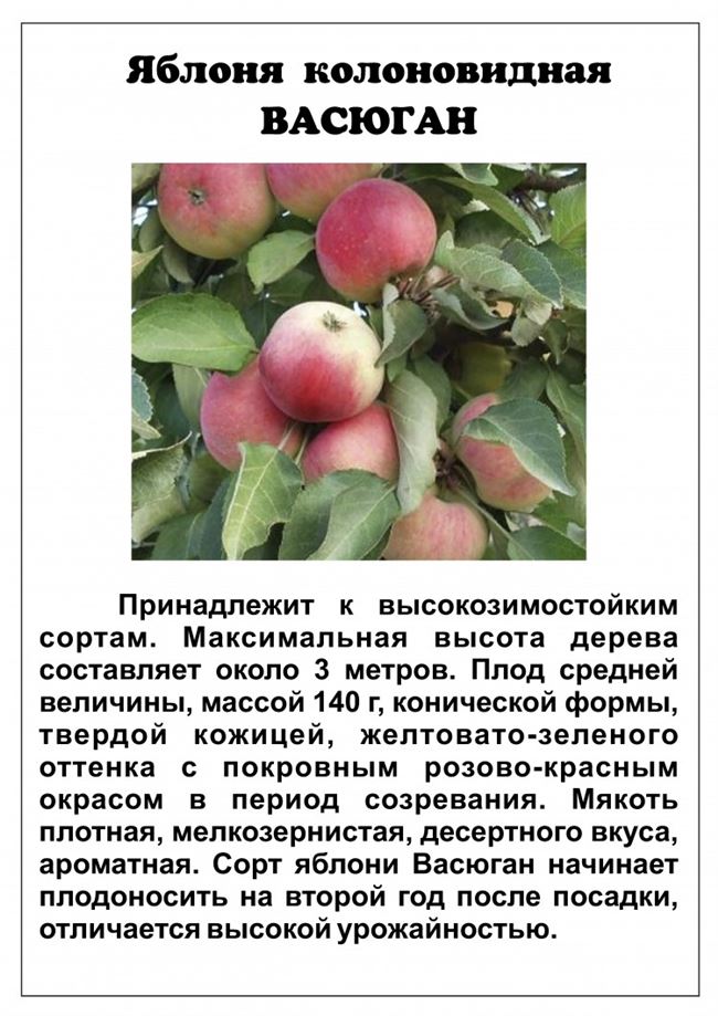 Размножение колоновидных яблонь