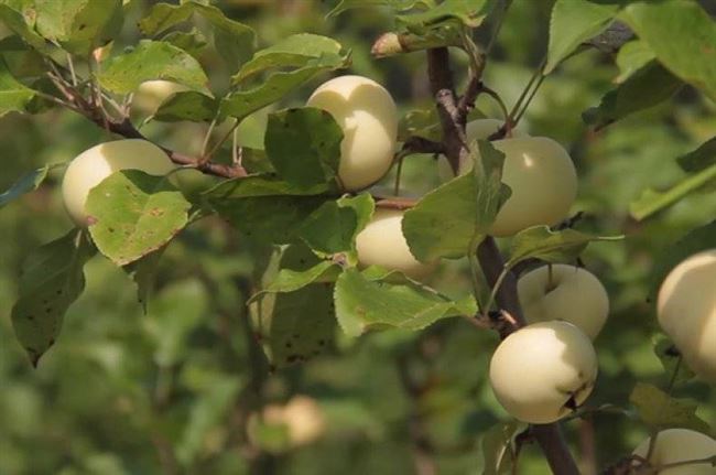 Характеристики и описание сорта яблони Юнга (Белоснежка), отзывы садоводов