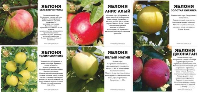 Характеристики и описание сорта яблонь Бельфлер Башкирский, регионы выращивания и зимостойкость