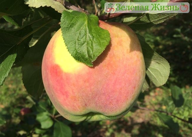 Описание сорта яблони Брянское