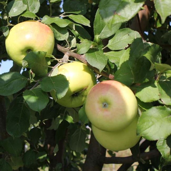 Основные характеристики Брянских Золотистых яблонь
