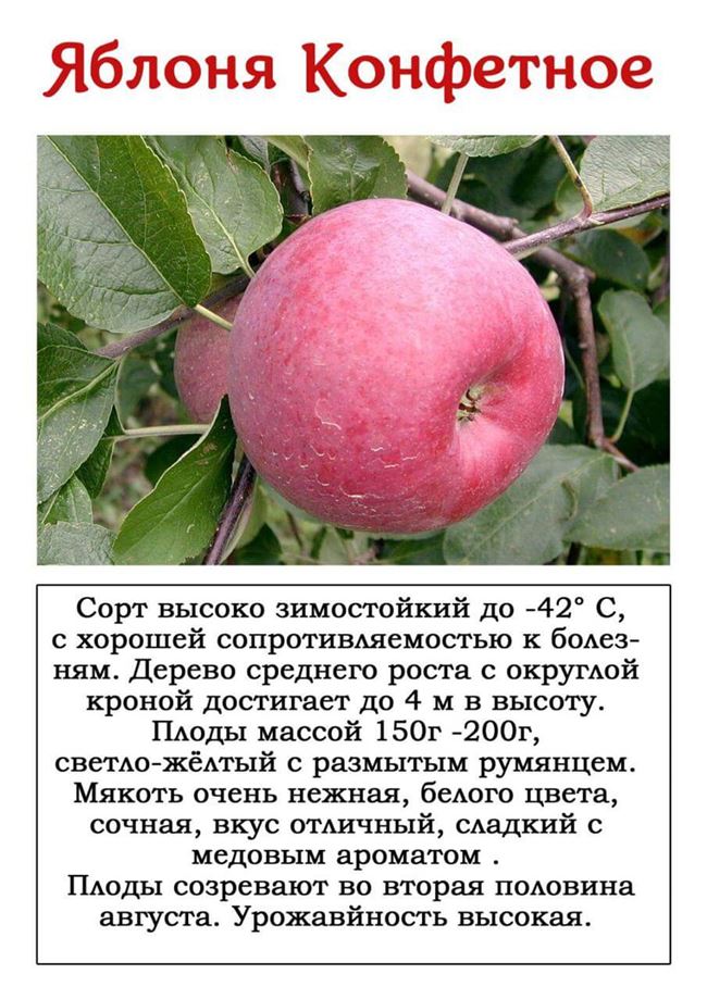 Плюсы и минусы сорта яблони