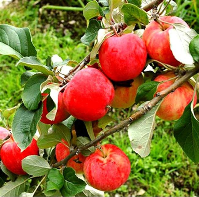 Описание и характеристика яблони Горнист