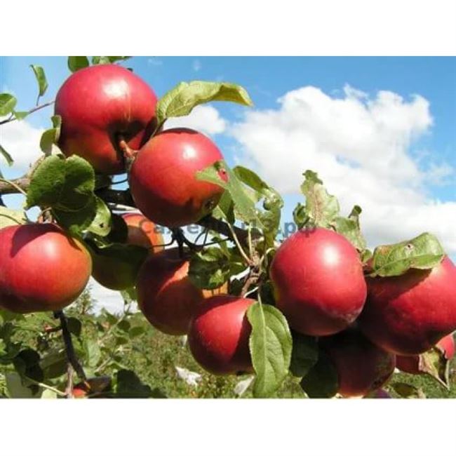 Посадка яблони в Беларуси