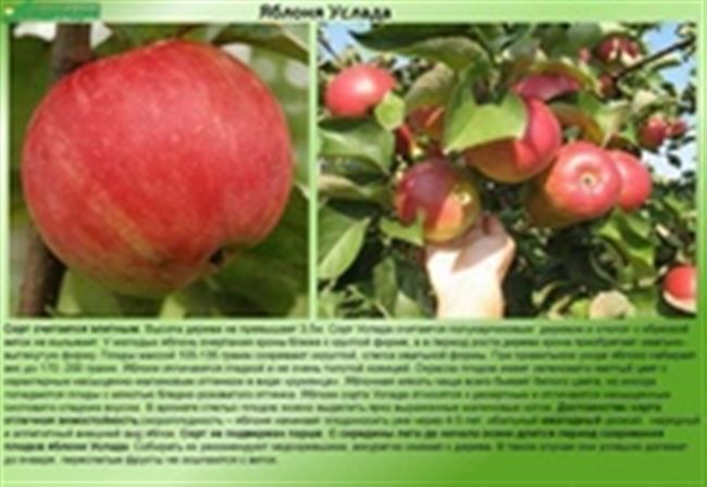 Описание дерева и плодов 