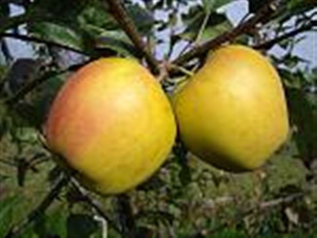 Описание и характеристика сорта яблони Корей 