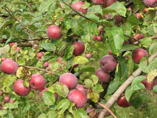 Видео: подкормка яблони