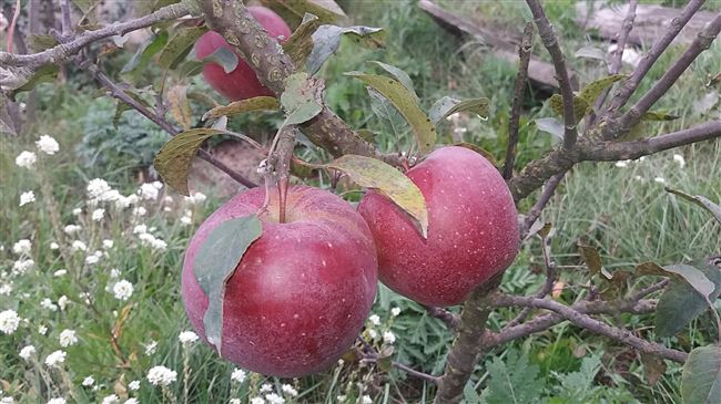 Болезни и вредители яблонь