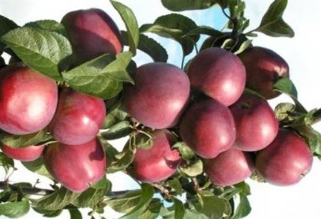 Описание и вкусовые качества яблок Либерти