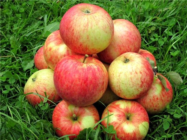 Описание сорта яблони Орлинка