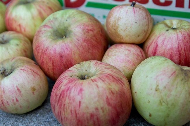 Коричное полосатое – описание сорта яблони, опылители, урожайность, отзывы и фото