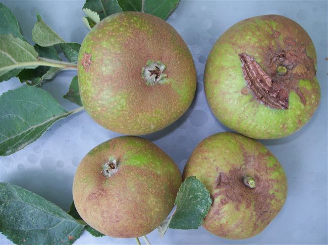 Вирусные болезни яблонь