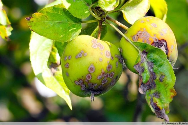 Самые распространенные болезни яблонь