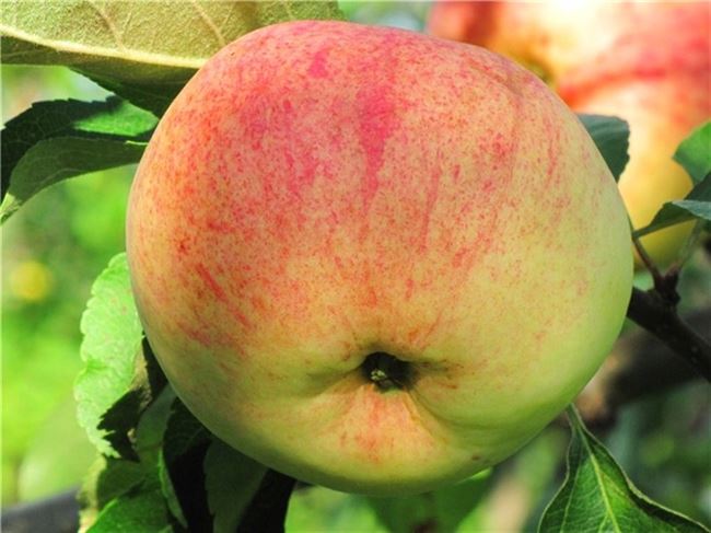 Описание сорта яблони Пионерка