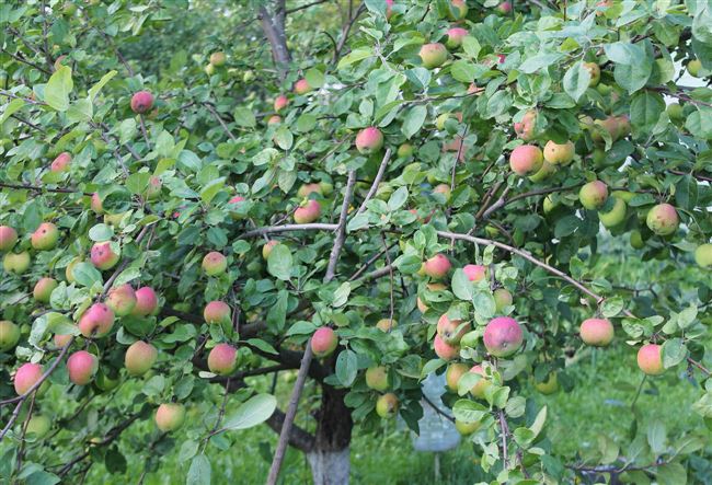 Выращивание яблонь