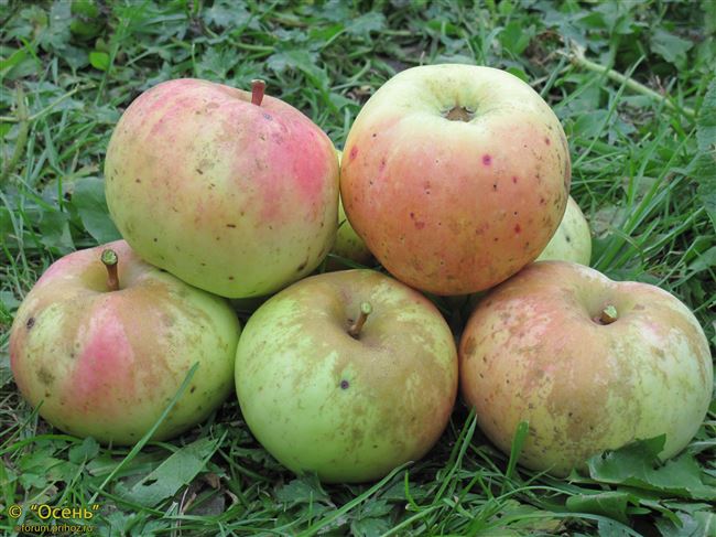 Удобрение для яблони:
