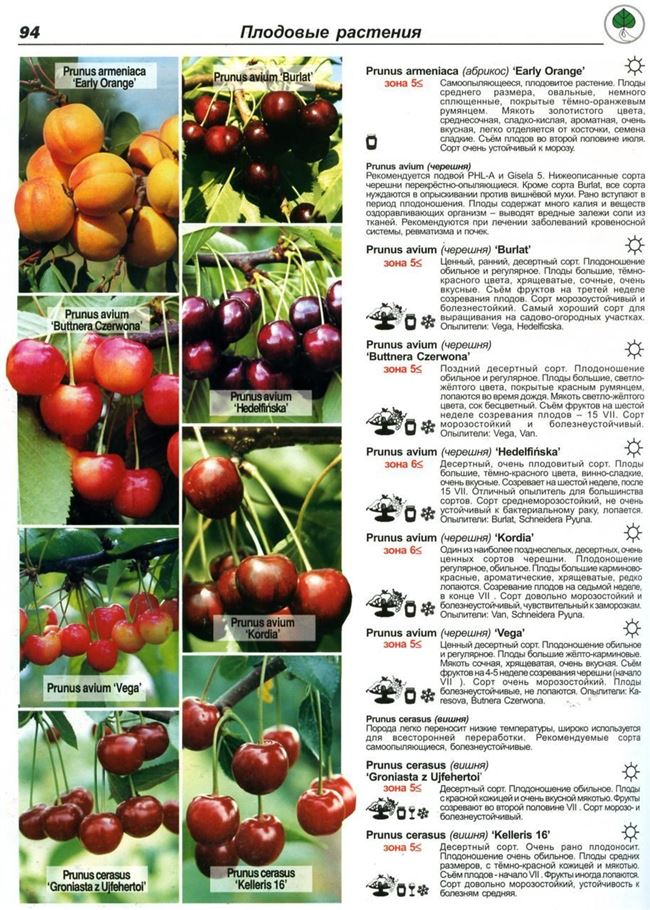 Урожайность и оценка плодов