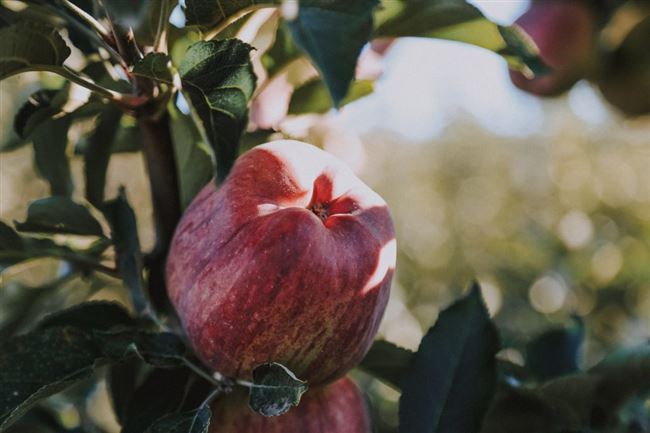 Видео: яблоня Россошанское полосатое